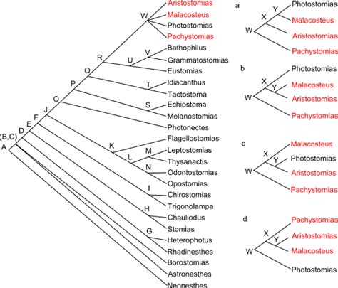 Palaeos Systematics: Cladistics: Computational cladistics