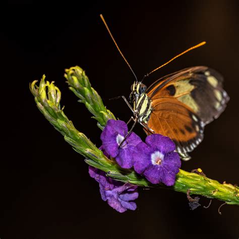 Audubon Butterfly Garden, New Orleans