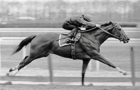 According to several studies, Triple Crown winner Secretariat had a superior average stride ...