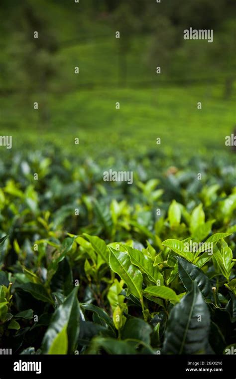 Fresh green tea plantation at Sri lanka Stock Photo - Alamy