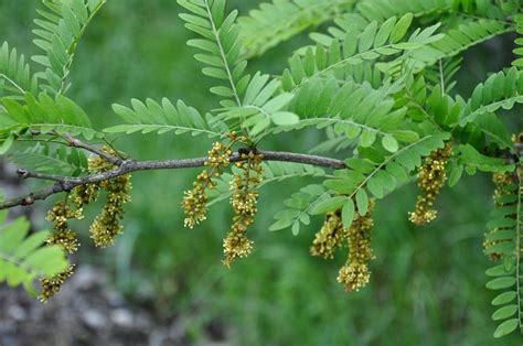 Major Characteristics of Pinnate and Bipinnate Leaves: Trees With ...