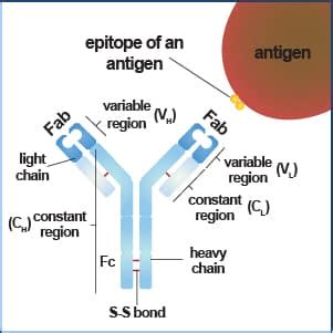 Antibody Basics: Novus Biologicals