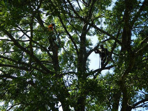 Tree Pruning and trimming in The Woodlands, Spring, Conroe, Magnolia ...