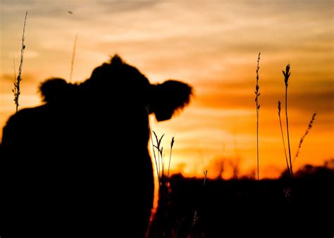 Cow Silhouette & Sunset Canvas Print - Etsy