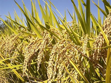 Facts About the Rice Plant: History, Description, and Health Benefits of Brown Rice - HubPages