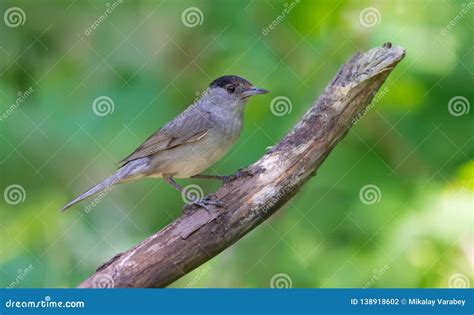 Male Eurasian Blackcap Posing on an Old Dry Twig Stock Photo - Image of glance, newsy: 138918602