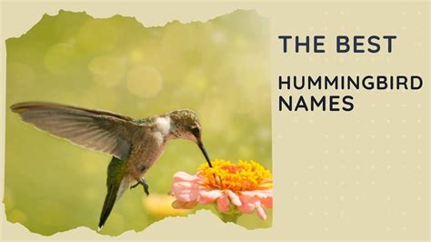 45 Amazing Hummingbird Names for the Tiny Bird 🐦 - YouTube