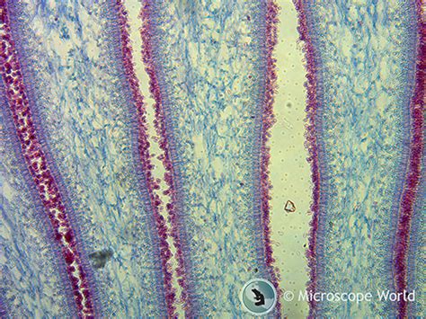 Mushrooms under the Microscope