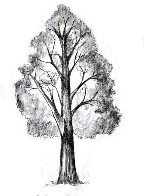 Pine Tree Sketch at PaintingValley.com | Explore collection of Pine Tree Sketch