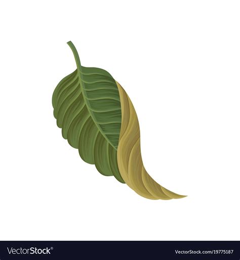 Green leaf tropical plant tropic botany Royalty Free Vector