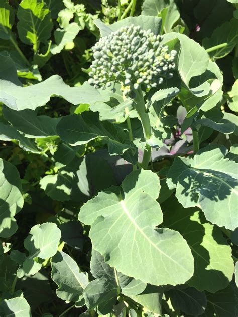 what is the right time for harvesting broccoli? - Gardening ...