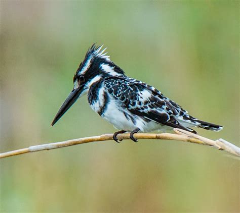 Pied Kingfisher - Owen Deutsch Photography