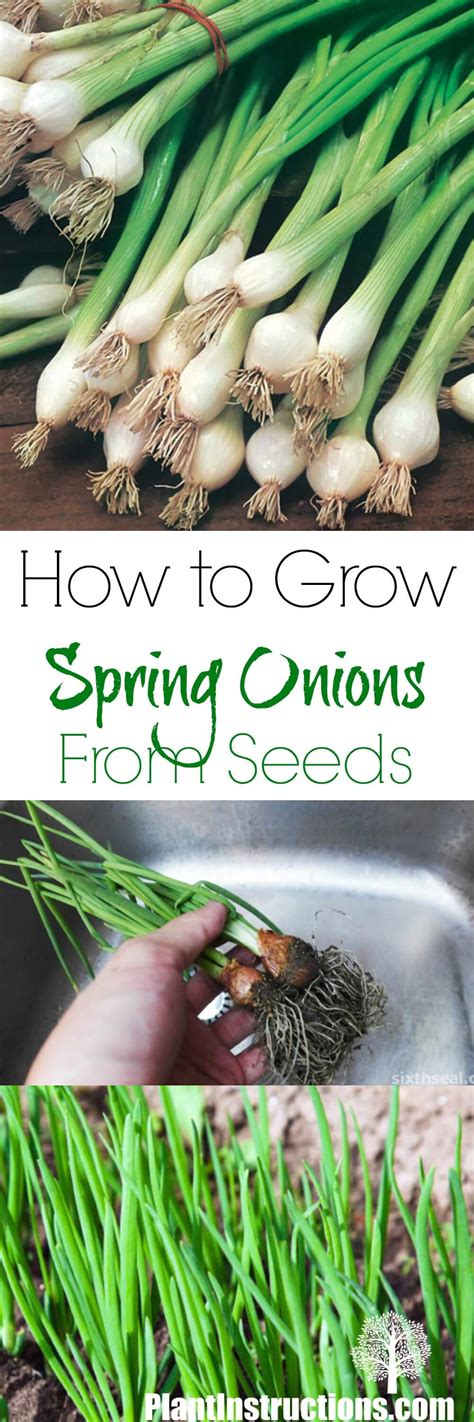 How to Grow Spring Onions From Seed - Plant Instructions