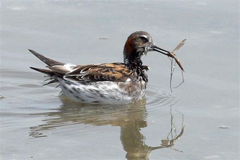 Red-necked Phalarope - Phalaropus lobatus | Wildlife Journal Junior