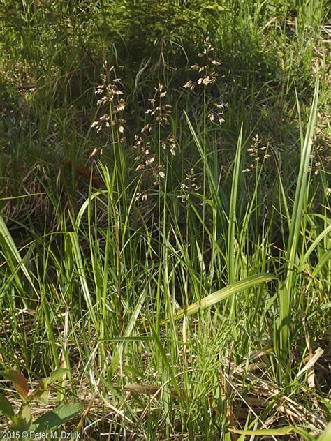 Anthoxanthum hirtum (Sweetgrass): Minnesota Wildflowers