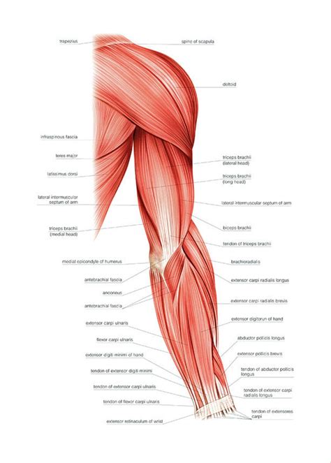 Muscles Of Right Upper Arm Greeting Card for Sale by Asklepios Medical Atlas