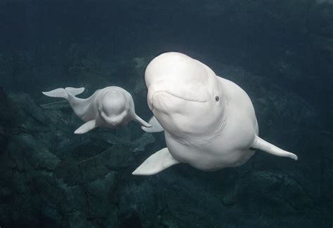 Beluga Whale Wallpapers Images Photos Pictures Backgrounds