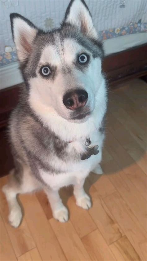 🐾 Adorable Siberian Husky Dog Talking for Treats - Cute and Funny Mom ...