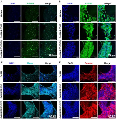 F-actin immunofluorescence staining of C2C12 cells within GelMA/PEDOT... | Download Scientific ...