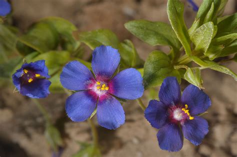 100 Seeds Blue Pimpernel (Anagallis Arvensis Caerulea) - Annual & Biennial Seeds