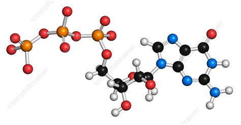 Guanosine triphosphate molecule - Stock Image - F010/6858 - Science ...