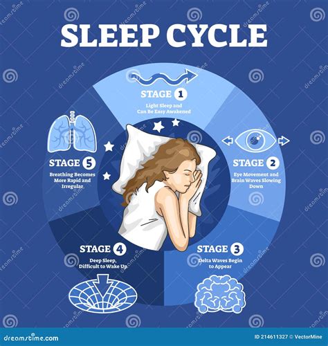 Sleep Cycle with Labeled Night Stages and Phases Description Outline ...