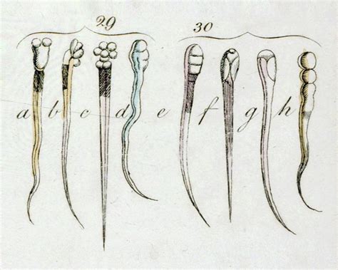 De l’invention du microscope à la théorie cellulaire | Lelivrescolaire.fr