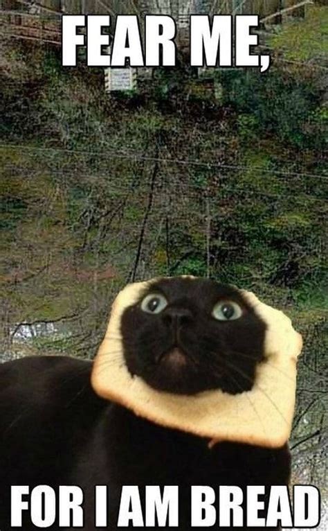 Meme - Bread cat - Viral Viral Videos