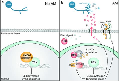 Hypothetical model for the action of SMAX1 during AM symbiosis. The ...