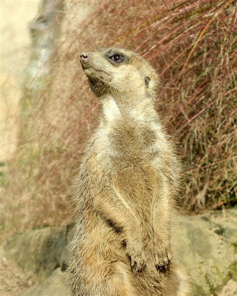 Meerkat, Standing Pose | Taken at Edinburgh Zoo, 2012 | Flickr