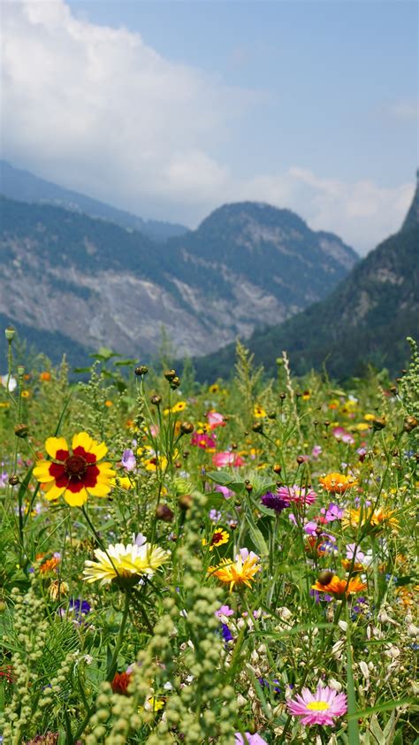 Mountains Flowers Meadow - Free photo on Pixabay - Pixabay