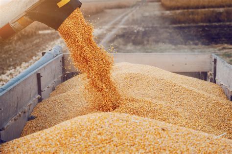 Ukraine’s corn harvest expected to drop sharply | 2020-11-06 | World Grain