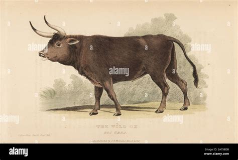 Aurochs, Bos primigenius. Extinct. (Wild ox, Bos urus.) Handcoloured engraving after an ...