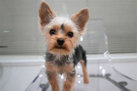 How To Groom a Yorkie - 8 Best Yorkie Grooming Tips