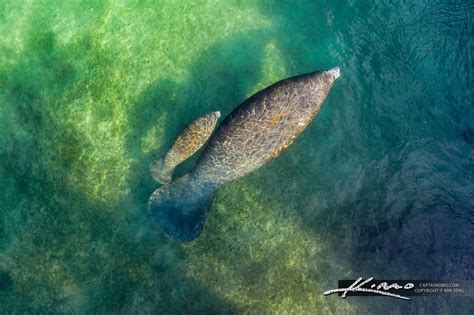 Manatee and Baby Swimming in Jupiter Waterway by Lighthouse | HDR Photography by Captain Kimo