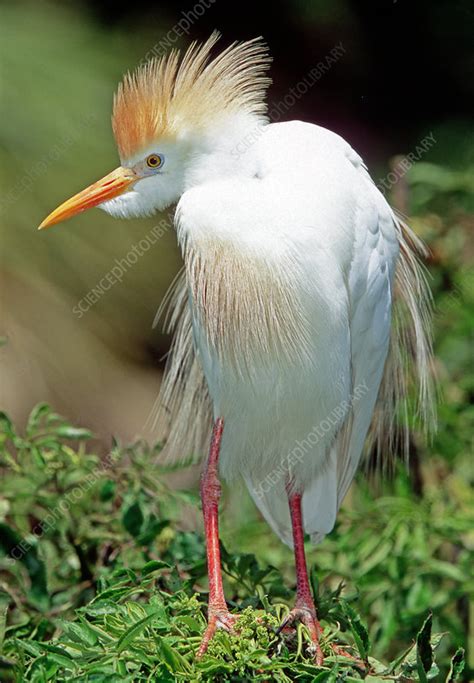 Cattle Egret adult in breeding plumage - Stock Image - C002/2824 - Science Photo Library