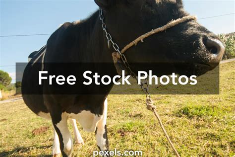 Holstein Cattle Photos, Download The BEST Free Holstein Cattle Stock ...