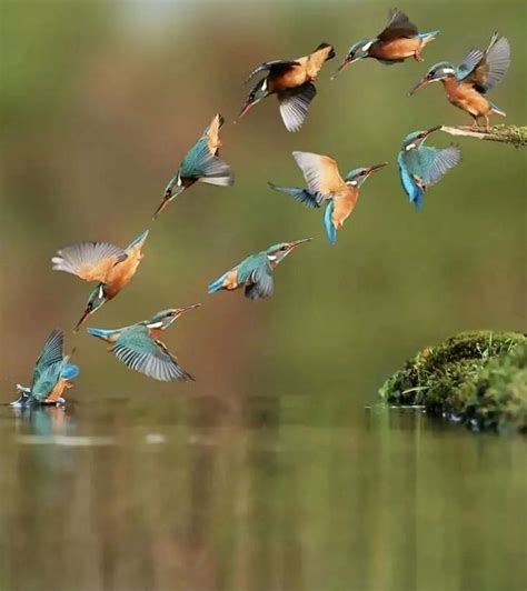 Kingfisher symbolism discovering the hidden meaning of this regal bird – Artofit