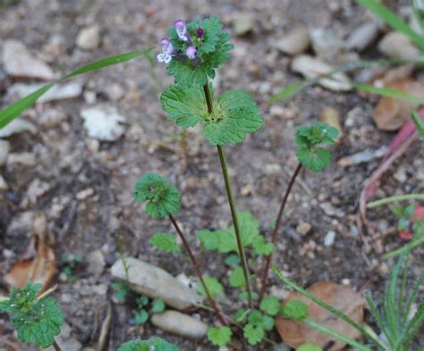 Lamium amplexicaule (Deadnettle, Greater Henbit, Henbit, Henbit Dead-Nettle) | North Carolina ...