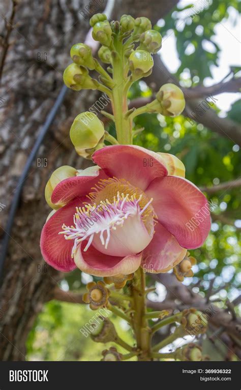 Shorea Robusta Image & Photo (Free Trial) | Bigstock