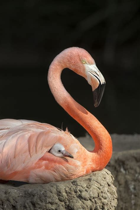 10 best Blue Flamingos images on Pinterest | Flamingo, Greater flamingo and Colorful birds