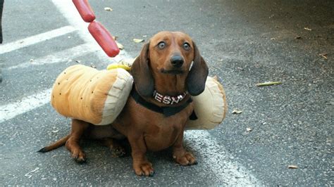 10 Sausage Dogs Dressed as Wieners for Hot Dog Day | The Dog People by Rover.com