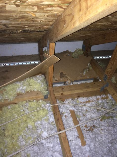 Squirrels In Attic | Safe Squirrel Trapping | Damage Repair