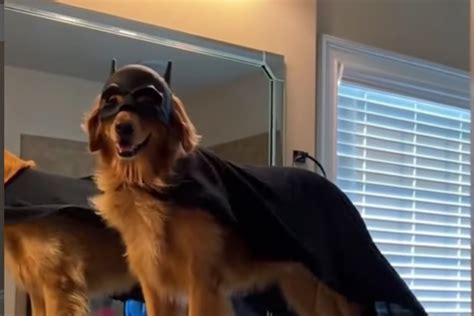 Batdog to the rescue! Golden retriever's heroic alter ego wows the internet