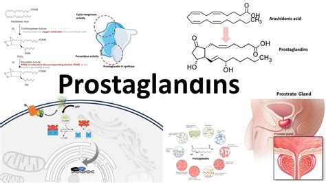 Prostaglandins : Biosynthesis,function and regulation - YouTube