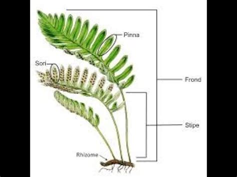 Plant Morphology; Pteridophytes - YouTube