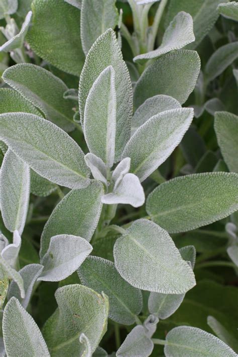 25+ Russian Sage Companion Plants - OseiTangji