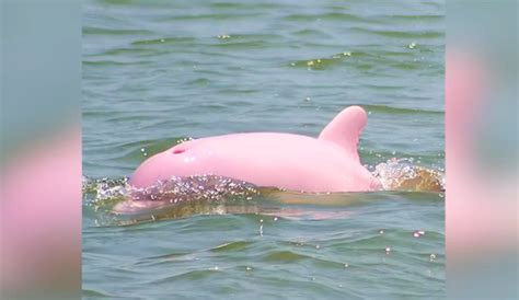 Louisiana Residents Captured A Very Rare Sight, A Pink Dolphin Swimming In The River