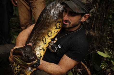 Nature television is running wild. The man-eating anaconda is just the latest atrocity. - The ...