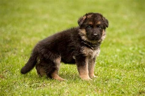 How to Care for Newborn German Shepherd Puppies ( Guides 2021 ...